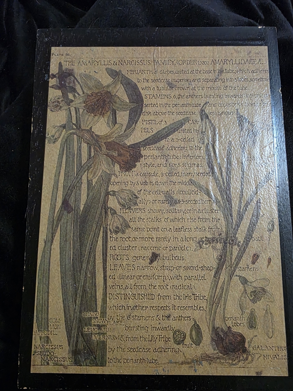 Botanical Amaryllis & Narcissus Art Print - Beige & Green